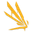 Icarus