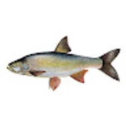 fish0