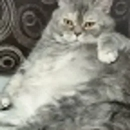 Nikita_I