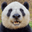 jesuisunpanda