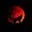 wolfsblut_2019