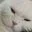 silneshi_asik228