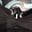 bad_bear94